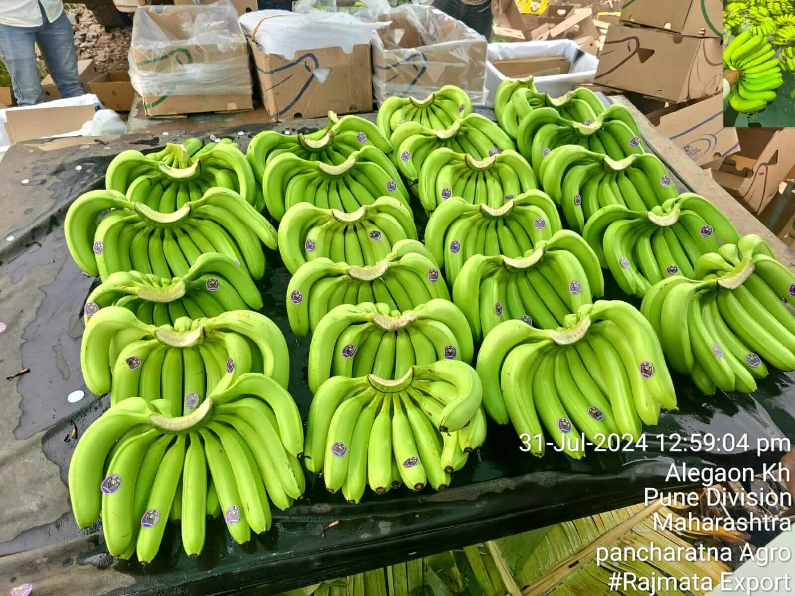 pancharantnaagritech.banana2