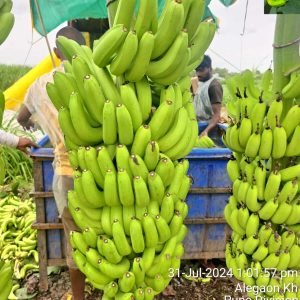 pancharantnaagritech.banana5 pancharantnaagritech.banana5
